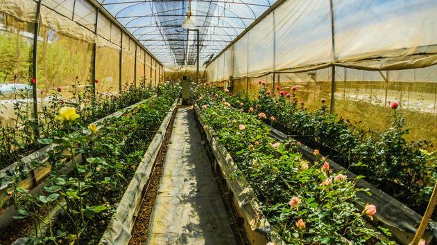 Prva digitalna farma u Srbiji